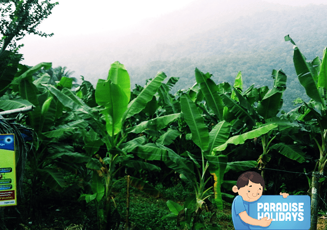 Kakkadampoyil Banana Plantation