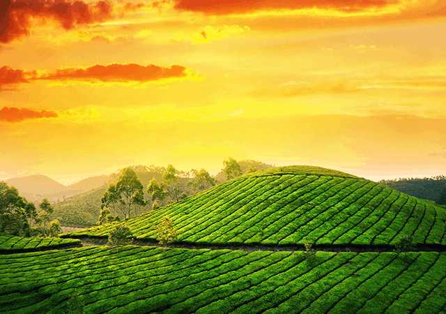 Munnar