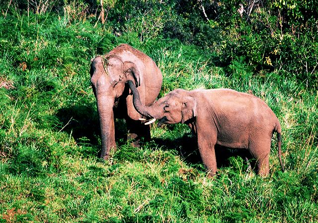 Gavi Elephants