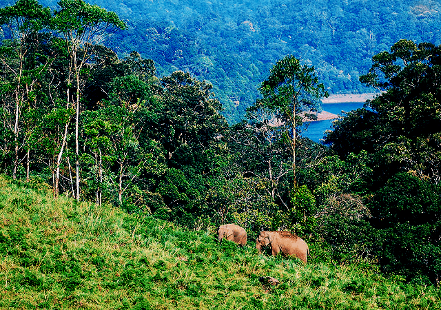 Gavi Elephants on Hill