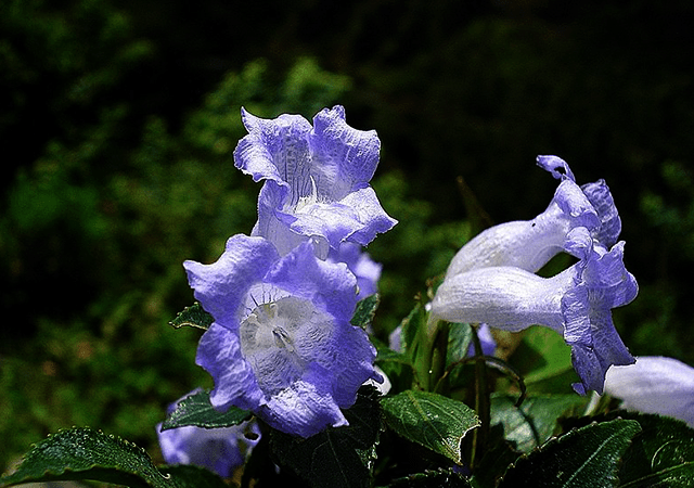  Bell Shaped Flower-Neelakurinji