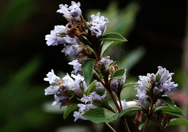 Neelakurinji Flower