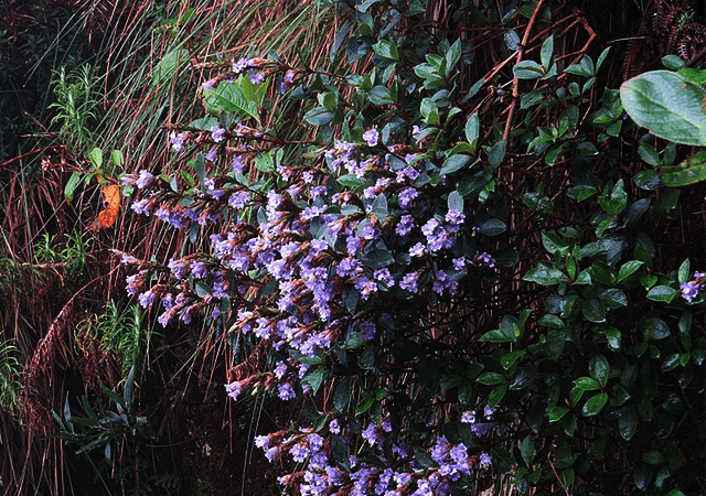 Kurinji Flower