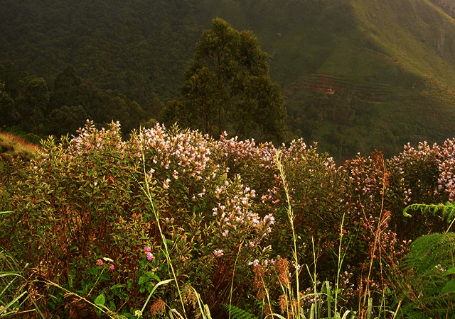 Neelakurinji Hill