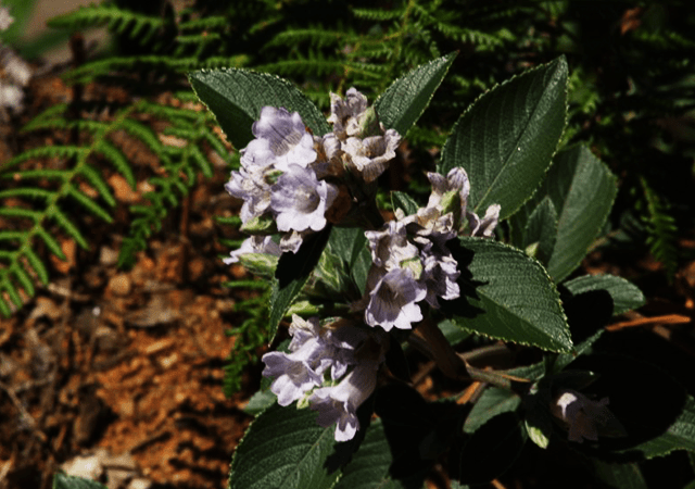 Neelakurinji