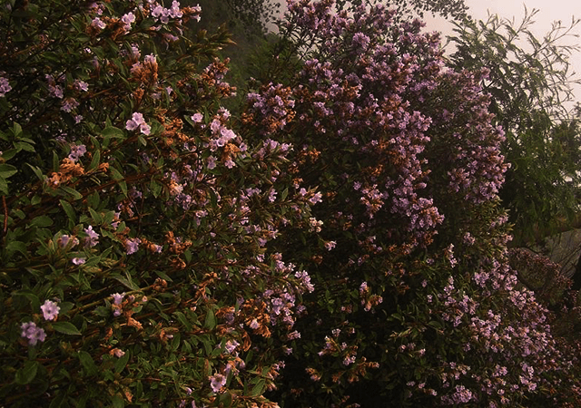 Strobilanthes Kunthianus