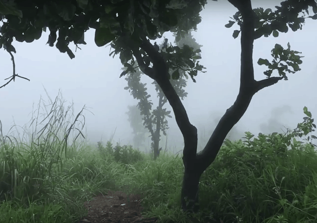 Way to Kattadikadavu Hilltop