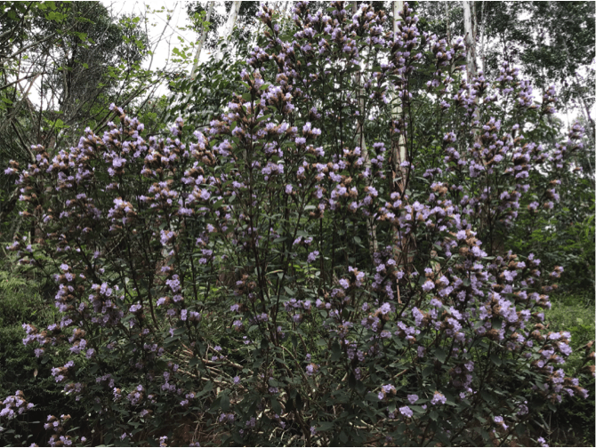 Neelakurinji at Vattavada