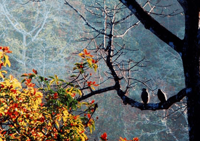 Birds on Tree 