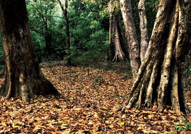 Forest Path