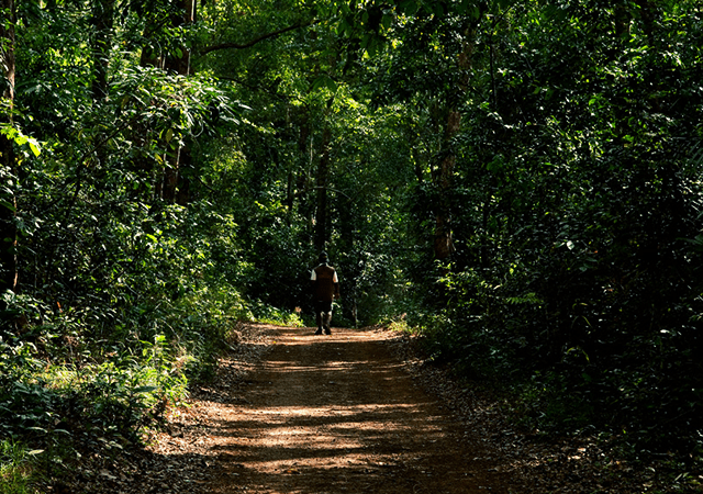 Road to Sankhili Forest