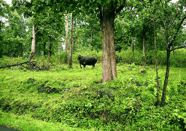 Wildlife Sanctuary