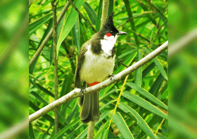 1. Kumarakom Bird Sanctuary