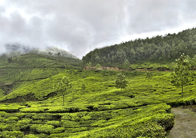 Munnar Panorama