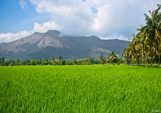 Palakkad