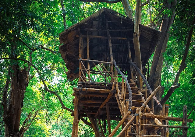 Stay-in-tree-houses