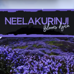 Neelakurinji Blooms Again
