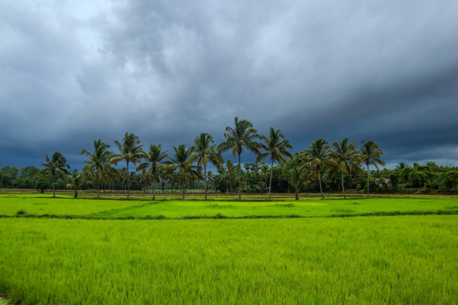 Paradise Holidays – Blog – A Blog on Kerala and its experiences