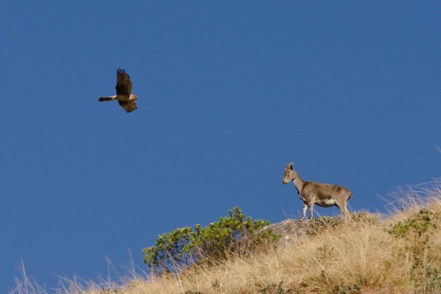 Eravikulam National Park visit during Kerala tour packages