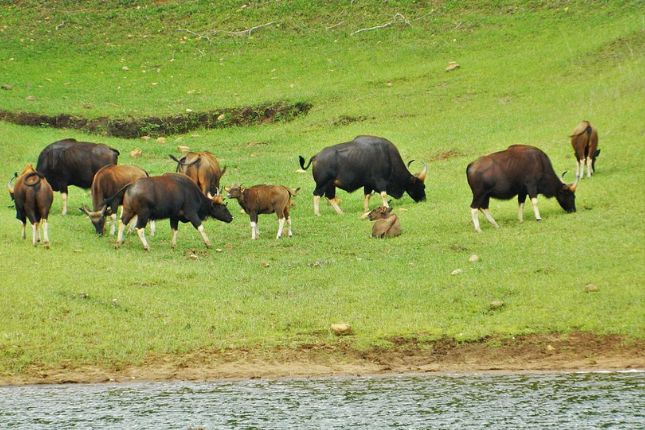 Sambar deer near Periyar Lake – Kerala tour packages eco tourism
