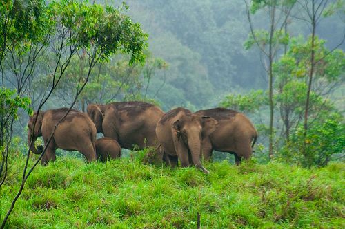 Lush green hills and waterfalls in Wayanad, Kerala