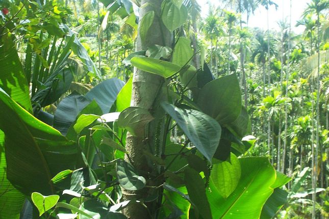 Pepper vines and cardamom fields in Kerala spice plantations