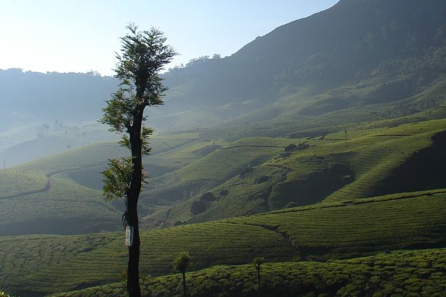 Munnar tea plantations Kerala tour