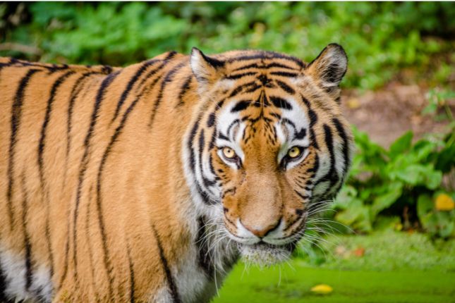 Periyar wildlife sanctuary Kerala experience