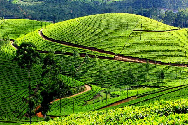 Vagamon meadows and pine forest – peaceful Kerala hill retreat