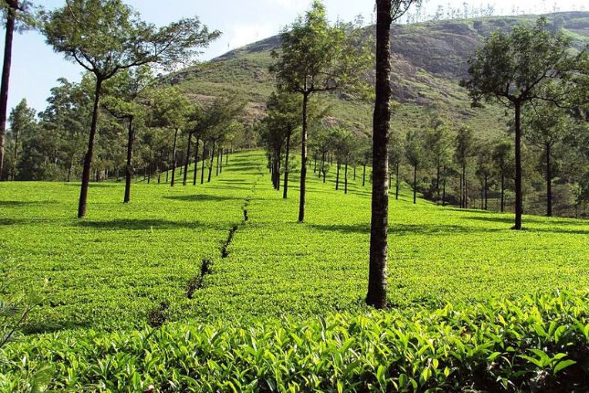 Tea plantations in Munnar lush hills of Kerala hill stations