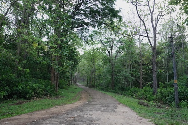 Scenic view of Thenmala eco-tourism forest