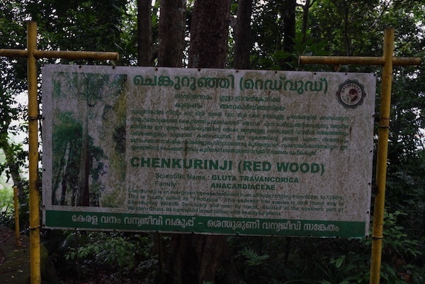 Chenkurinji tree in the Western Ghats forest of Kerala
