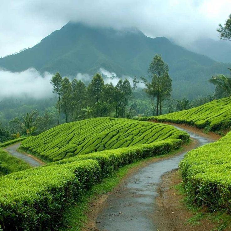 Kerala landscapes in February with calm travel atmosphere