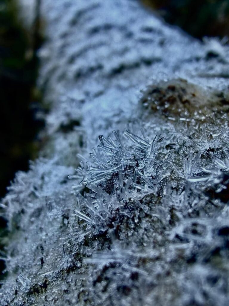 Frozen Munnar tea gardens covered with morning frost in winter
