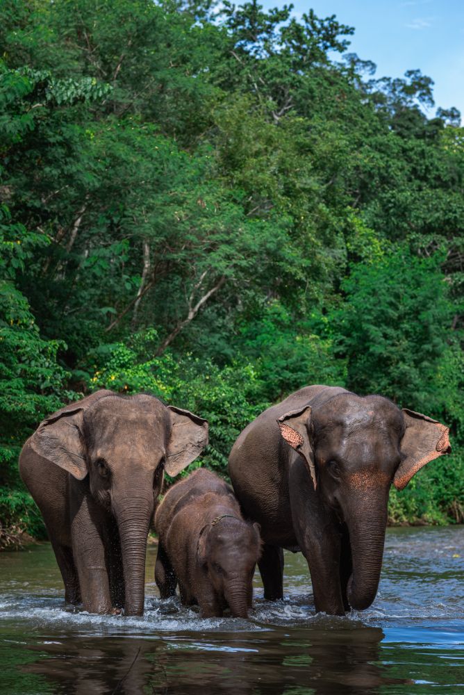 Periyar Wildlife Sanctuary in February
