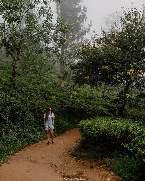budget Munnar travel Kerala summer