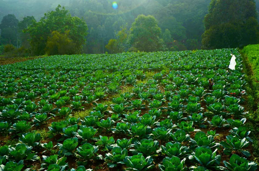 Kanthalloor Farm Visit