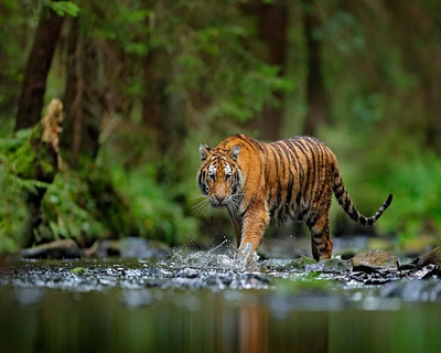 Periyar Wildlife Sanctuary