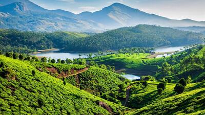 Munnar Tea Plantations
